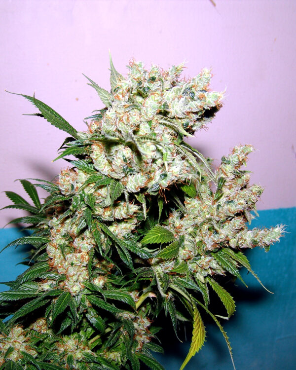 New York City Diesel Strain 3