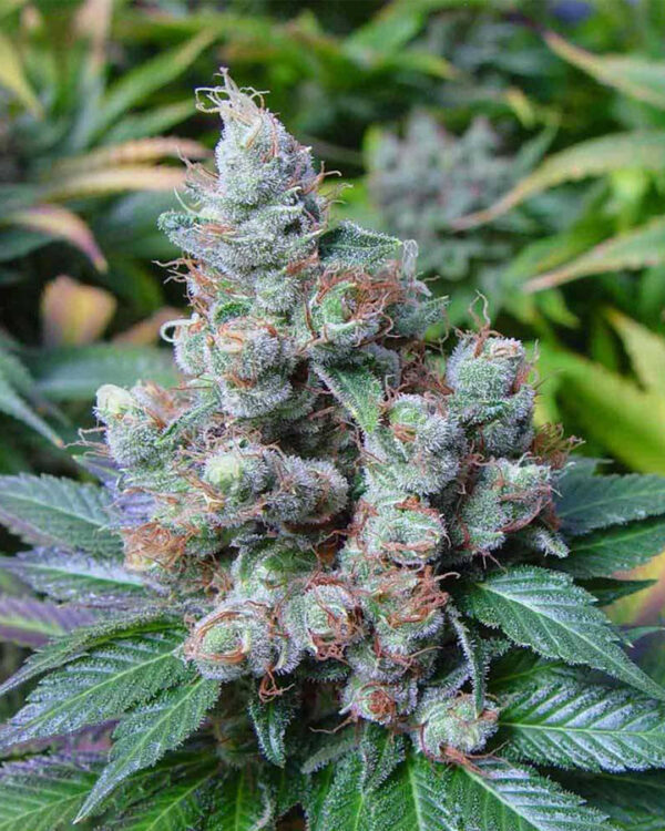 New York City Diesel Strain 5
