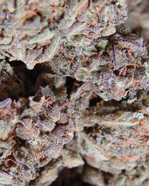 Amnesia Haze Autoflower Strain 3
