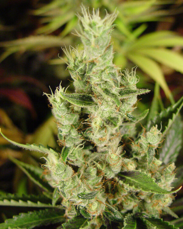 Amnesia Haze Autoflower Strain 4