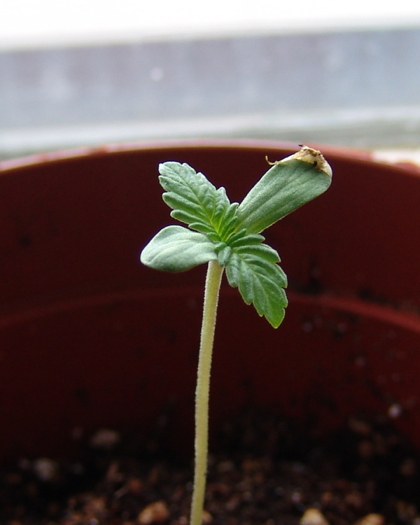 Amnesia Haze Autoflower Strain 5