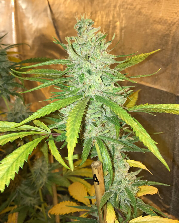 Amnesia Haze Autoflower Strain 6