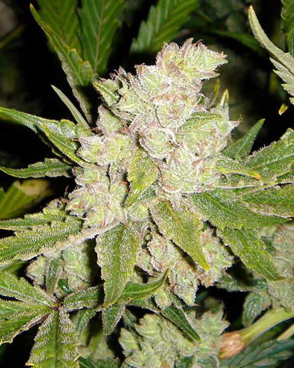 Sogouda Strain 3