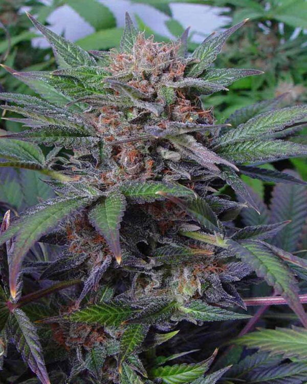 Somango Strain 4