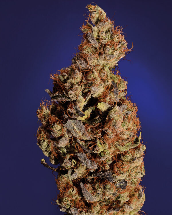 Somari Strain 3
