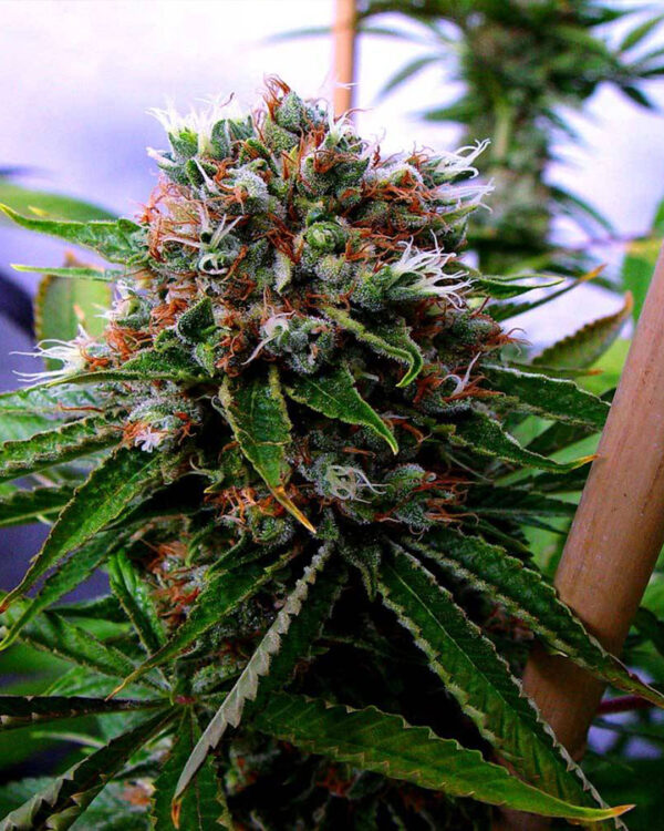 Buddha’s Sister Strain 6