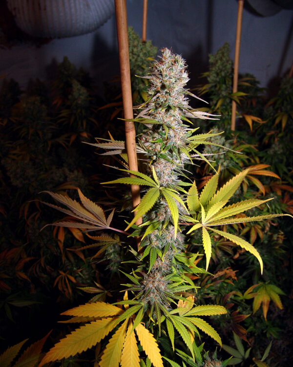 Lavender #1 Strain 4