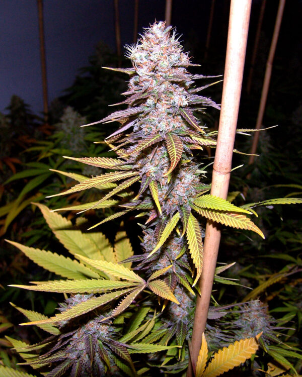 Lavender #1 Strain 5