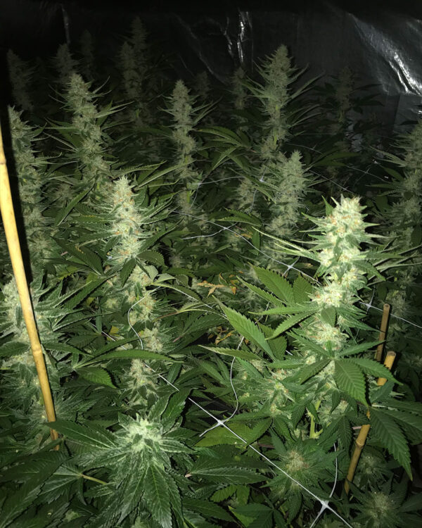 Lavender #1 Strain 6
