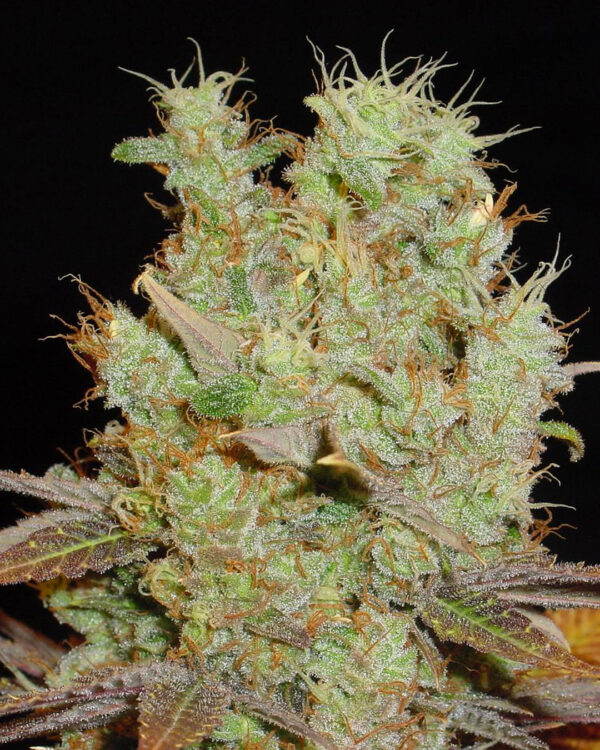 Somango Strain 3