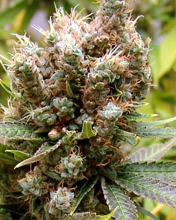Somalicious Strain 5