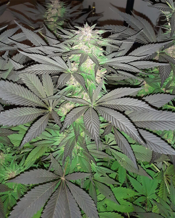5G Strain 4