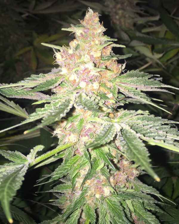 5G Strain 3