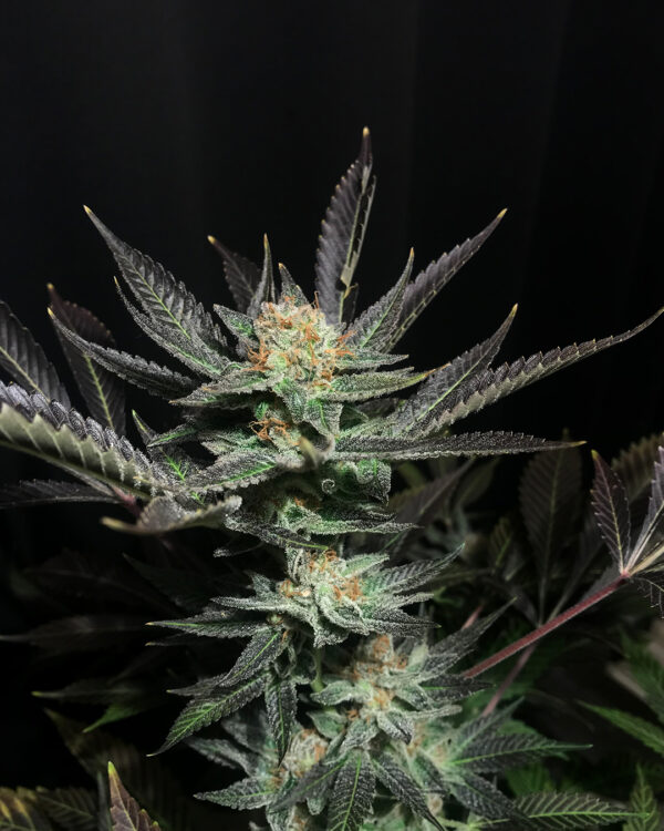 Lavender OG Strain 3