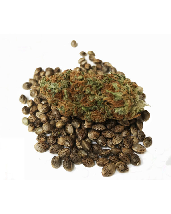 Lavender OG Strain 4