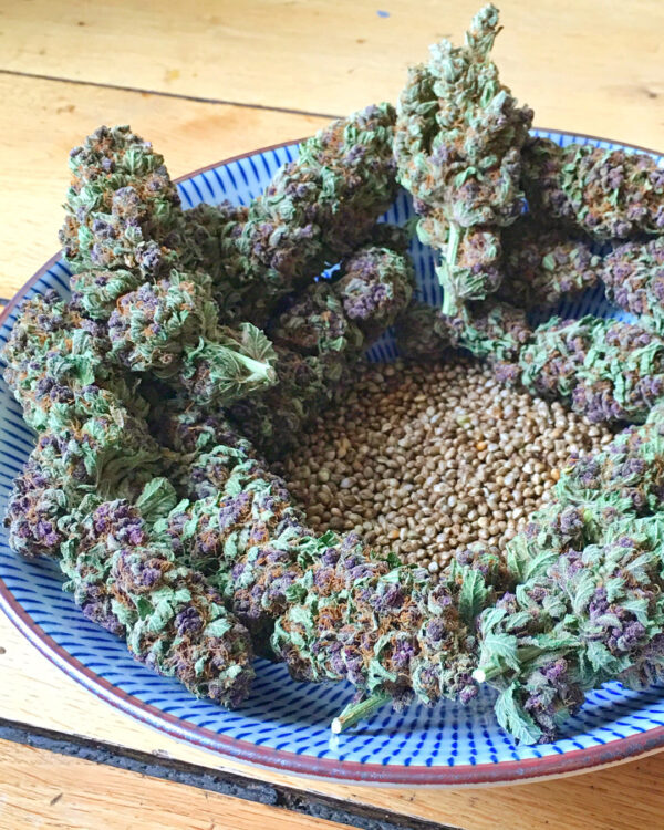 SoPurple Strain 3