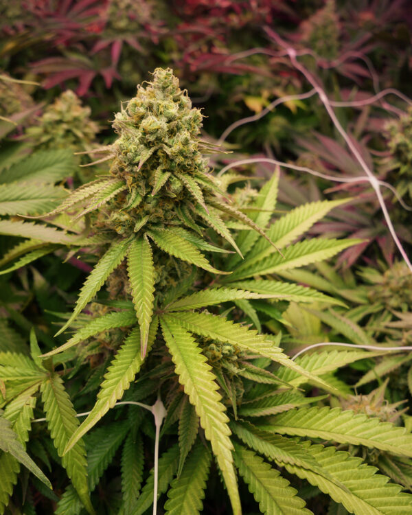 True OG Strain 3