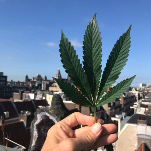 Organic DIY Super Soil mix Strain 4
