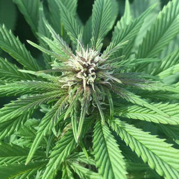 Organic DIY Super Soil mix Strain 5