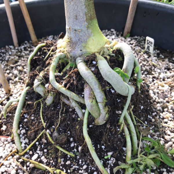 Organic DIY Super Soil mix Strain 3