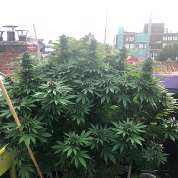 Organic DIY Super Soil mix Strain 6