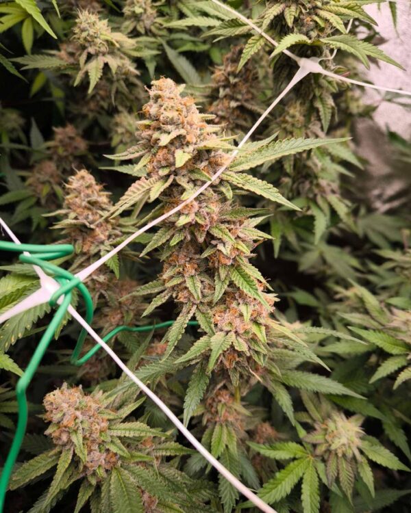 Jacob Green Strain 4