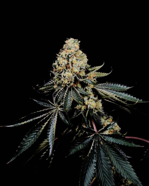 Pink Glue Strain 4