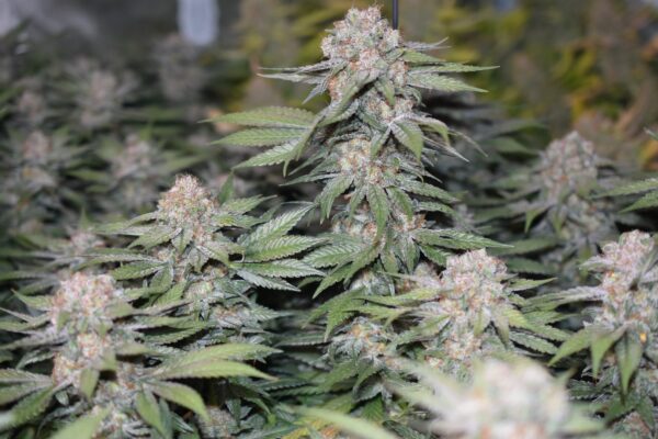 Somango Pineapple Strain 3